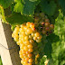 Dulce Moscato