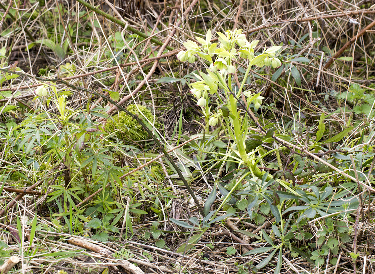 Stinking Hellebore, Helleborus foetida. Behind Leaves Green, 19 March 2014. Stinking Hellebore, Helleborus foetida. Behind Leaves Green, 19 March 2014.