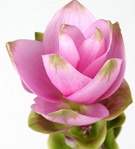 CÚRCUMA, flor de origem indiana