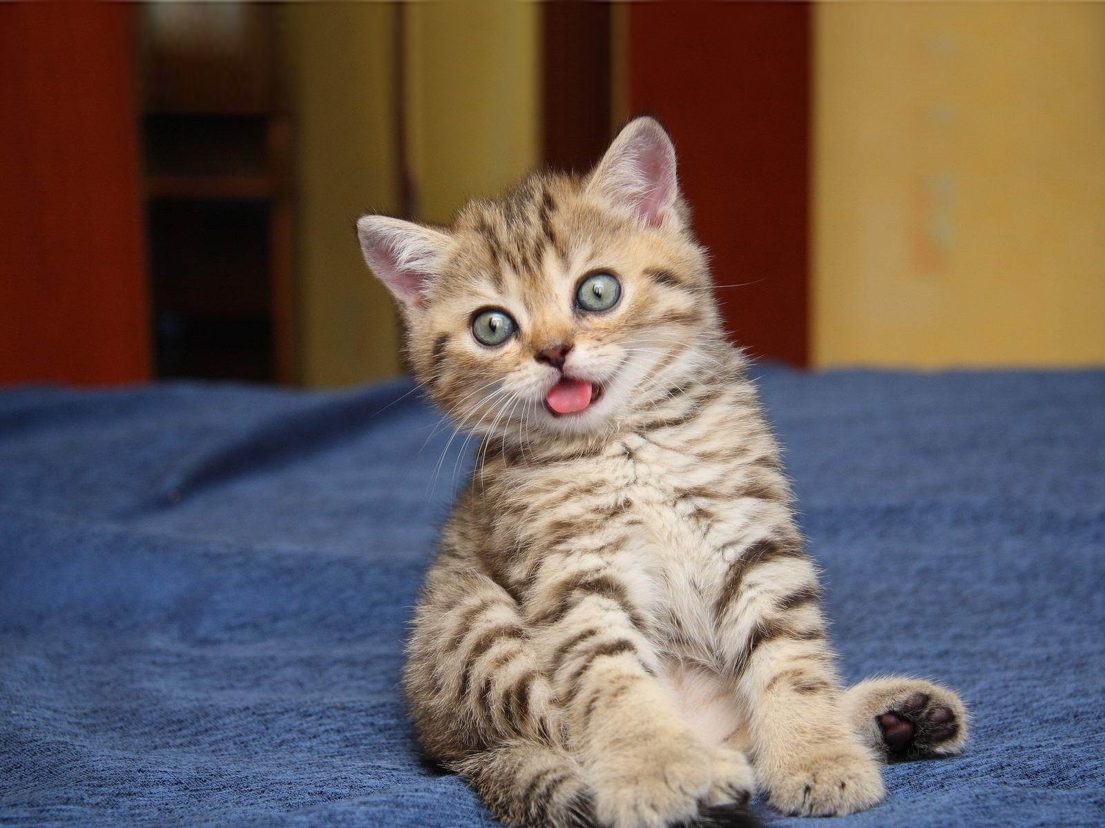 and cat cats 5 cats and cat cats 5 cats