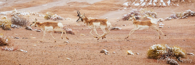 Pronghorn Dash - Antelope galloping