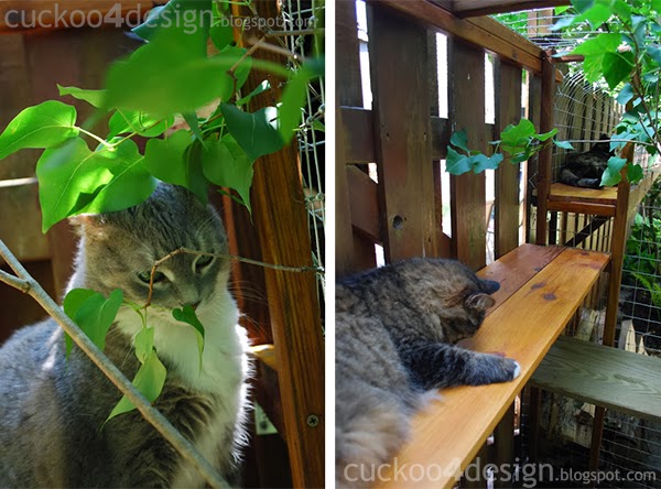 cat enjoying outdoor cat enclosures