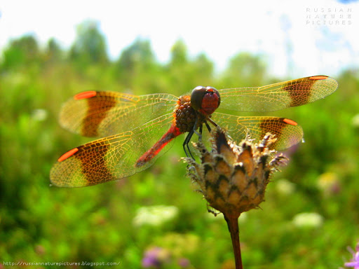 Dragonflies 02