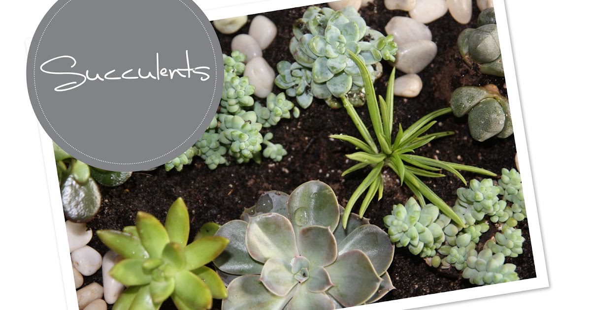 The Paste Blog: MEIN KLEINER GARTEN