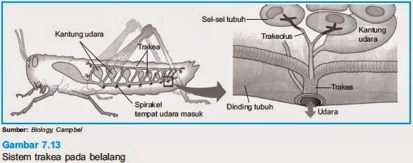 Sistem Respirasi pada Serangga