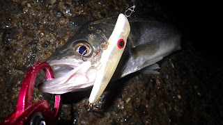 シーバス 湾奥 スーサン