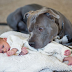 Il a dit à sa femme que le chien devrait partir de chez eux. Alors le chien a fait CECI. Incroyable!