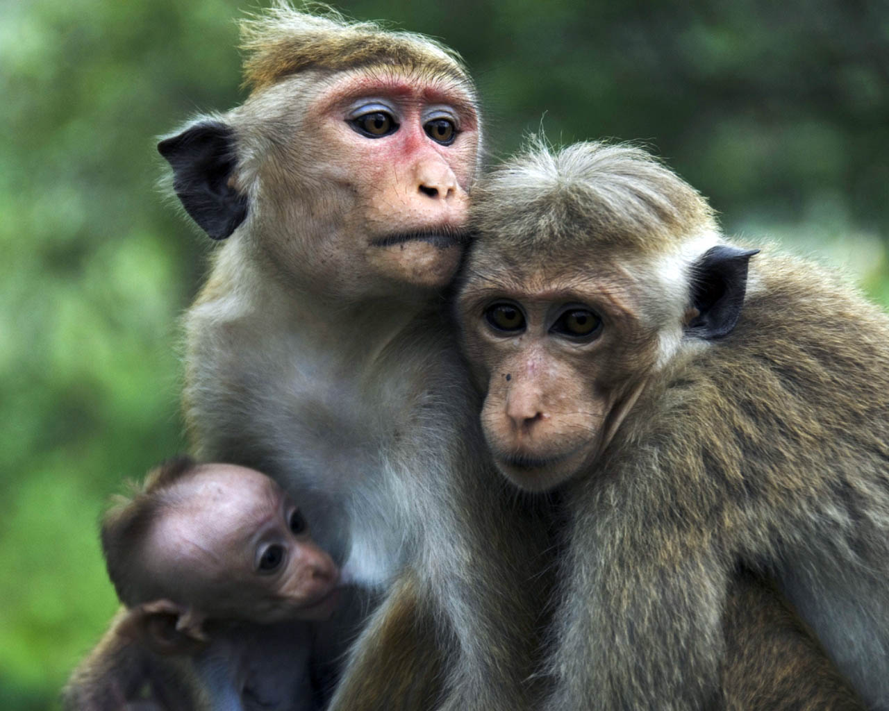 50+ Beautiful Looking Wild Animals takedesigns 50+ Beautiful Looking Wild Animals takedesigns