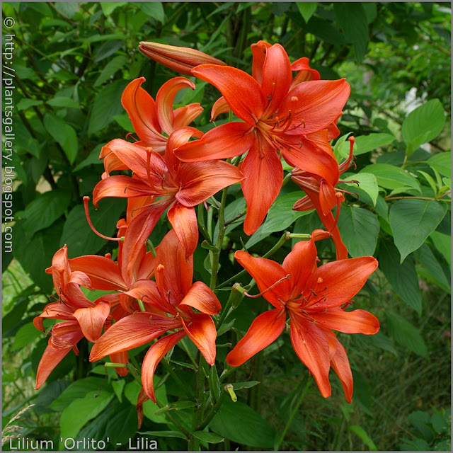 Lilium 'Orlito' - Lilia 'Orlito' kwiatostan