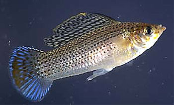 gold sailfin molly