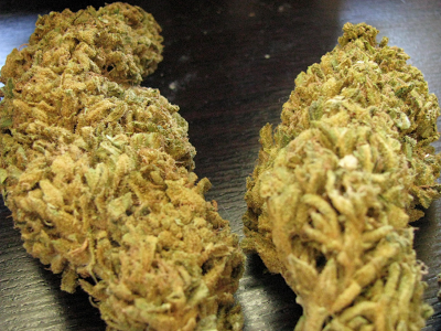 Plantar maconha Plantar maconha