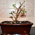 Growing Indoor Bonsai in Winter