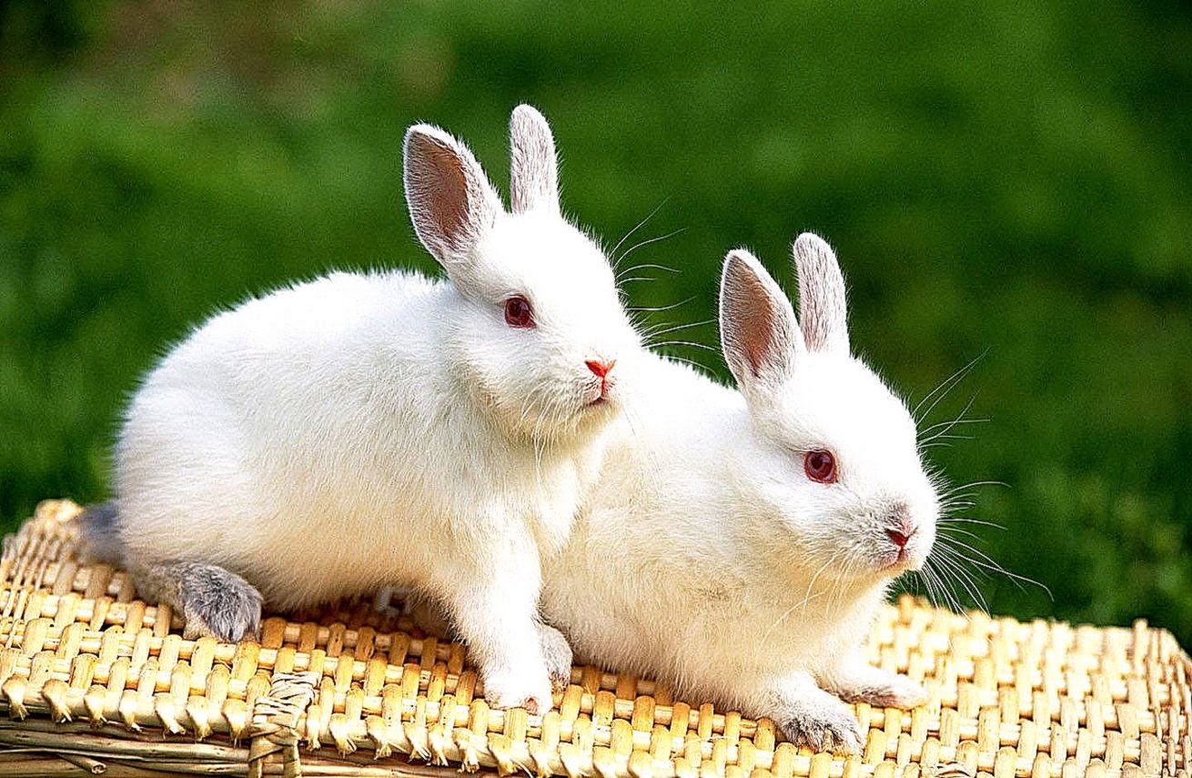 Cute Baby Rabbit Love Pics