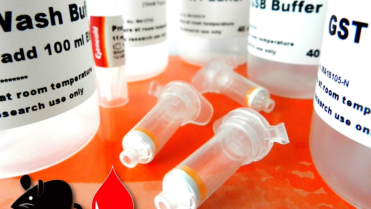 Protein Extraction From Tissue Protocol Protein Choices