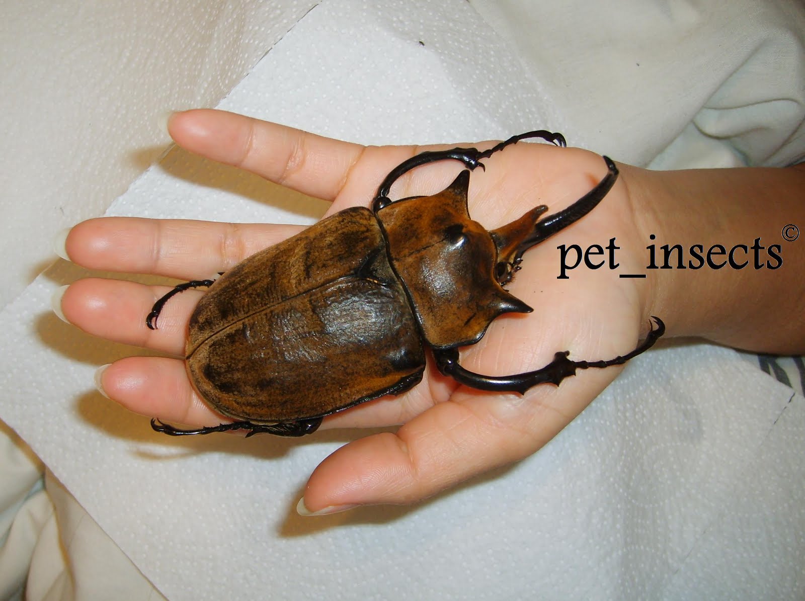 pet beetles rearing tips sales exchanges asian moths