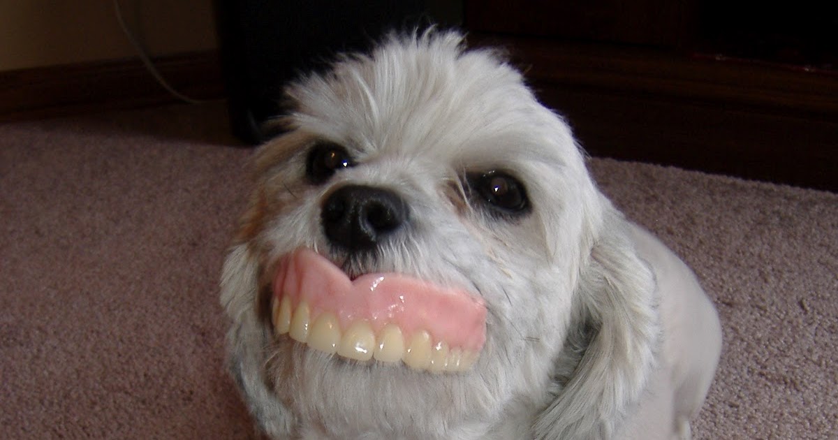 Steckelberg Dental Dogs like Dentures