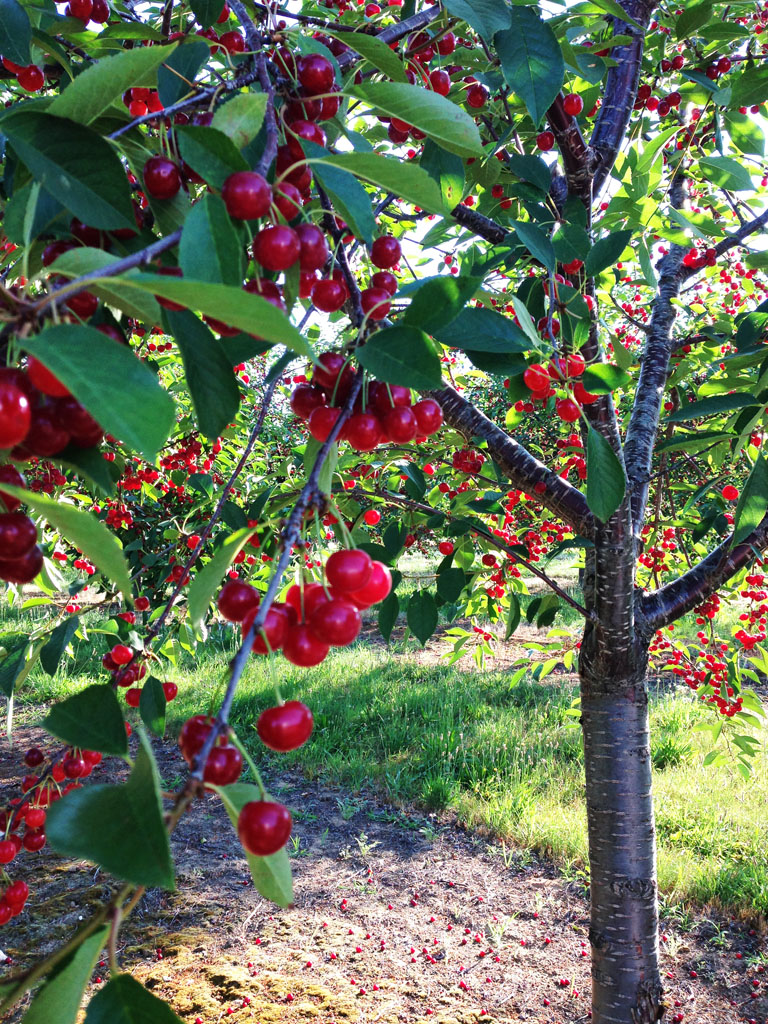 cherry tree quiz di 193 a natureza 20 de junho cerejeira cereja fruta flor prunus serrulata cherry tree quiz di 193 a natureza 20 de junho cerejeira cereja fruta flor prunus serrulata