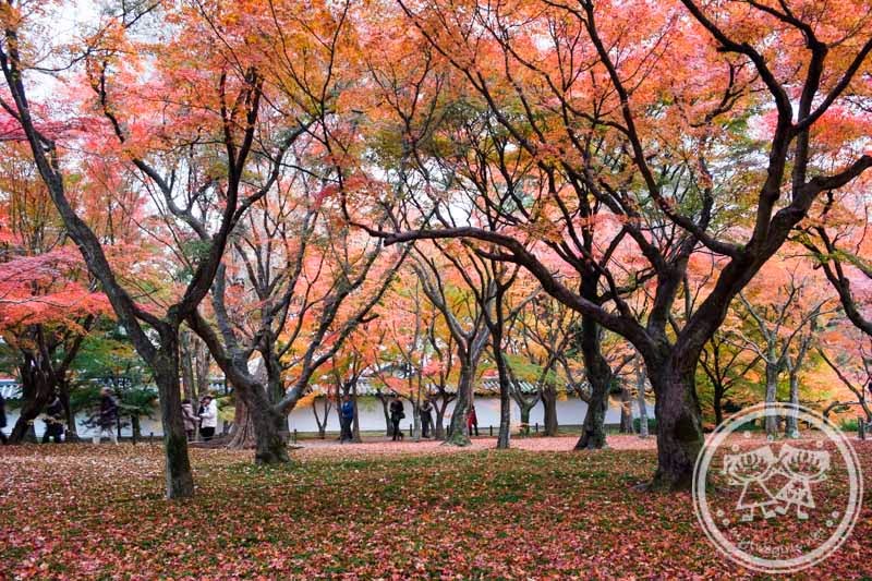 Autumn in Tofukuji