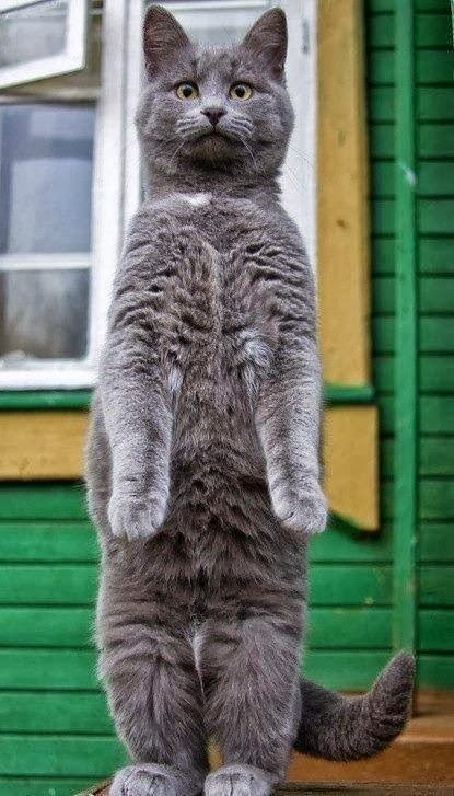 Russian Blue Cat Size,Weight and Life Expectancy