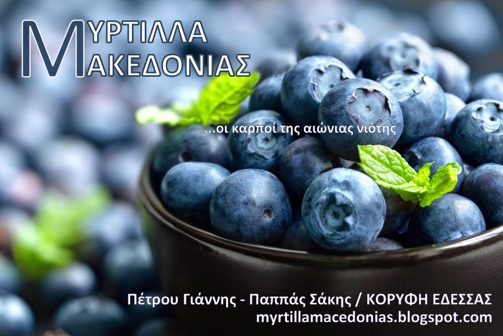 ΜΥΡΤΙΛΛΑ ΜΑΚΕΔΟΝΙΑΣ