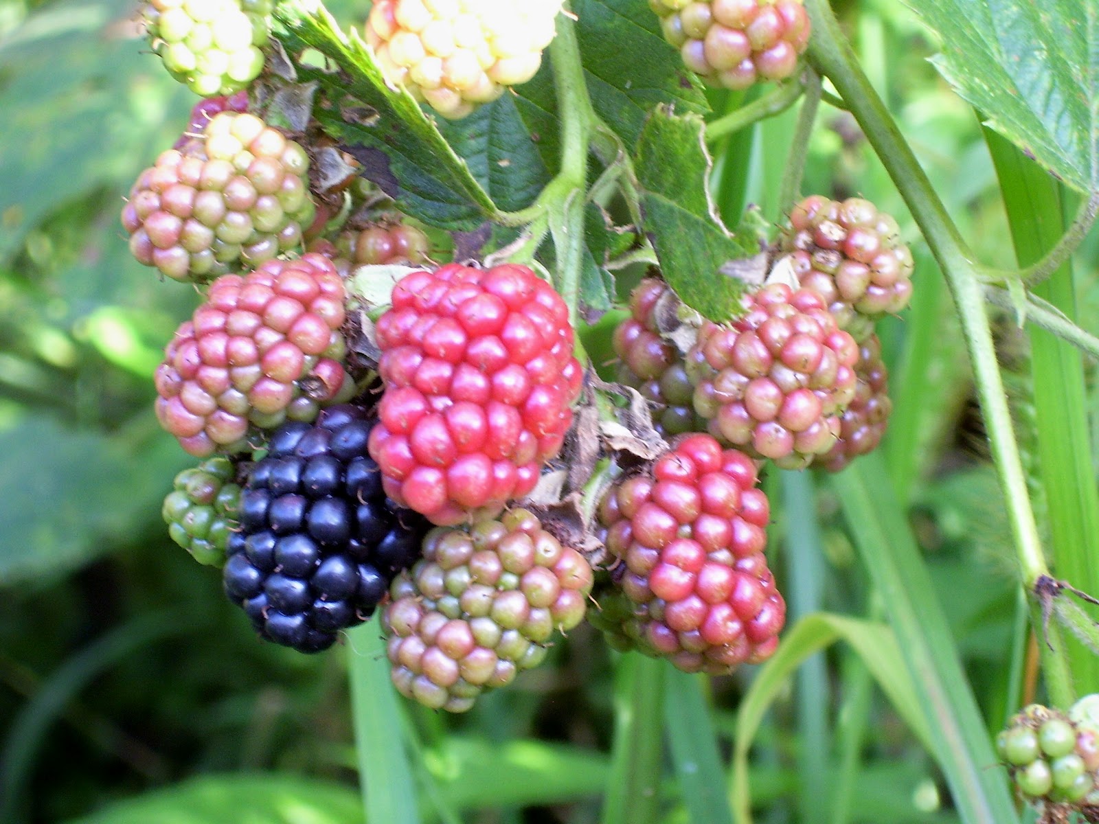 Watauga County Cooperative Extension Center Annual 4H Fruit Plant Sale