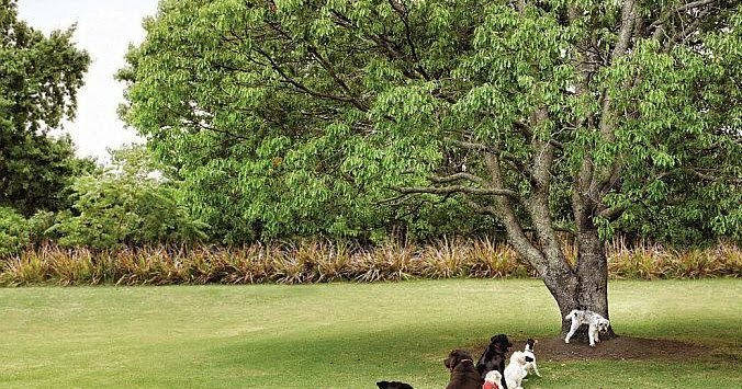 We+need+more+trees.jpg