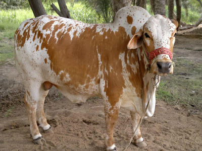 Qurbani+Ka+Janwar Qurbani Ka Janwar http://www.blogkeen.com/visit_blog.aspx?id=383461