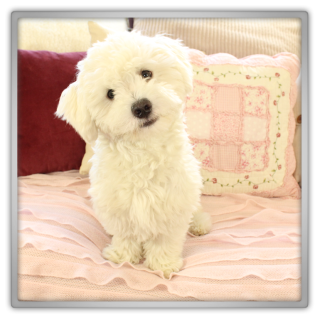 Jofee cute crazy behavior blog pictures photographing white dog fluffy puppy maltese royal prince lunatic Jofee cute crazy behavior blog pictures photographing white dog fluffy puppy maltese royal prince lunatic