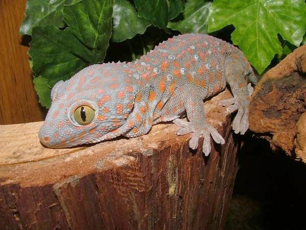 Fun Animals Wiki, Videos, Pictures, Stories: Exotic Pets - Geckos