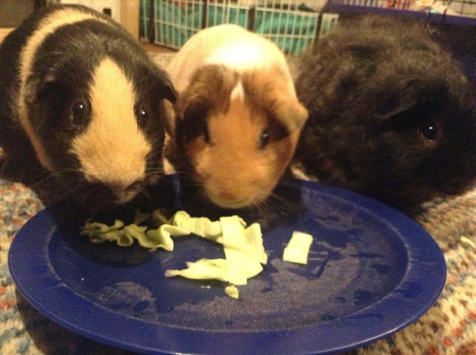 Cavy Savvy A Guinea Pig Blog Can Guinea Pigs Eat Green Cabbage?