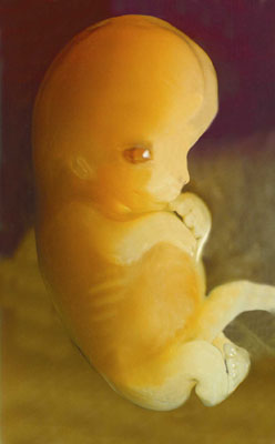 Unborn Baby at 7 Weeks