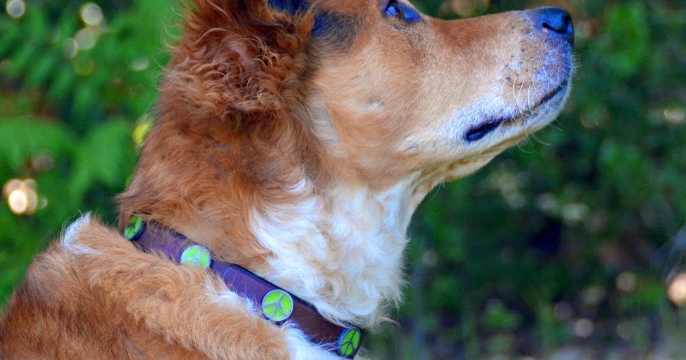 petbarn prong collar