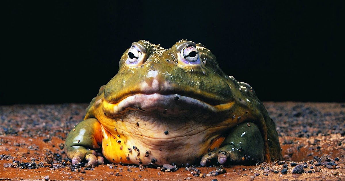 InformaBicho: Sapo Boi