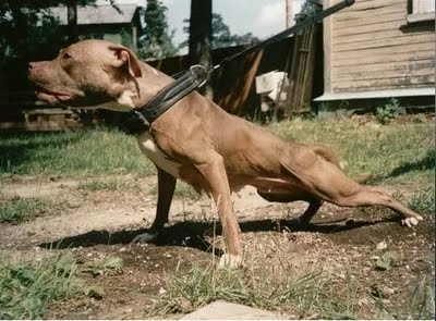 Mayfield Kennels Dogs For Sale Mayfield Kennels Dogs For Sale