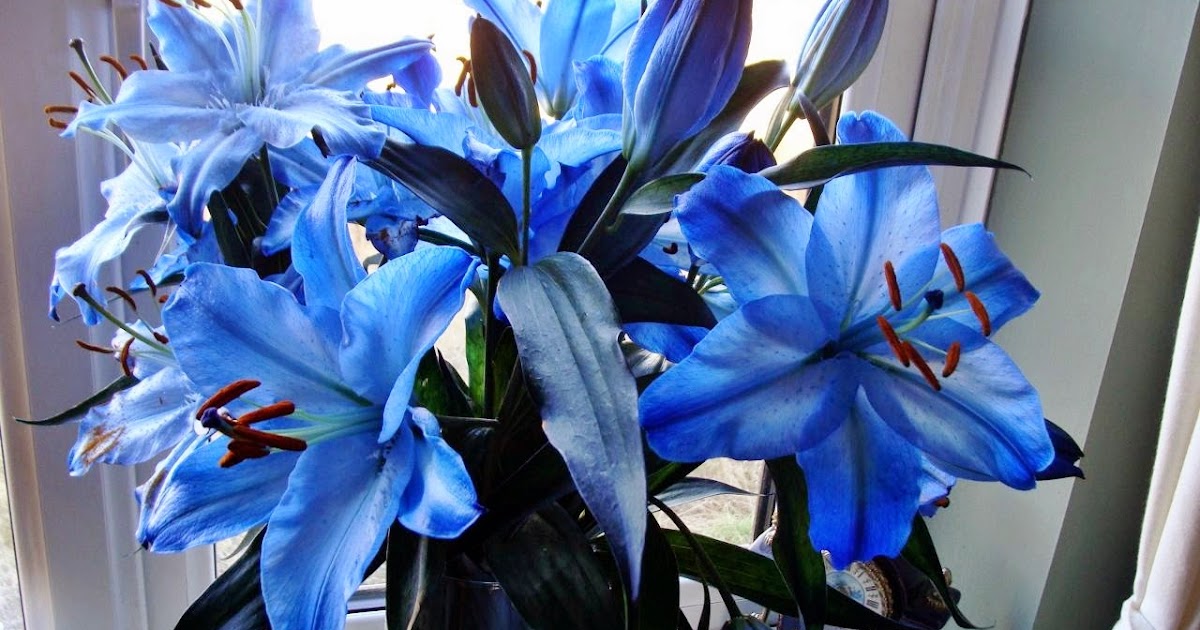 My Unsettling Life Stop to Enjoy the Flowers