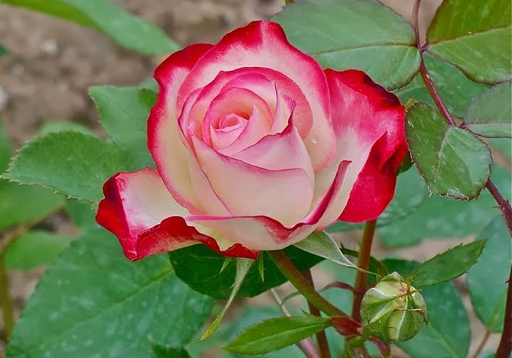 free all hd flowers free rose in the home style 2013
