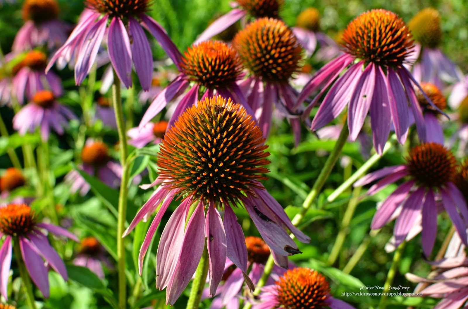 My Poems, Recipes, English & Sinhala Lyrics, Quotes.....: Purple Flowers