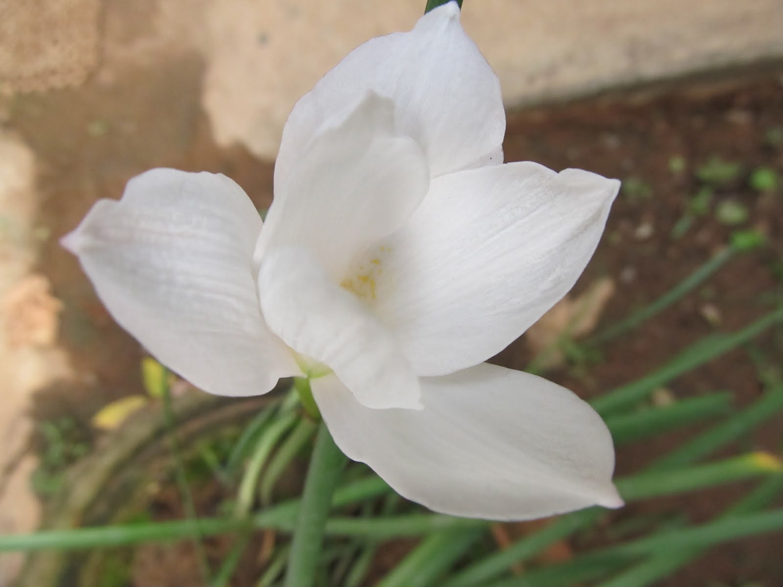 A Banker's Garden The Lily Family