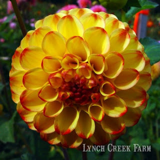 Warm-toned dahlias like the pompon Kasasagi keep their color well when dried. kasasagi