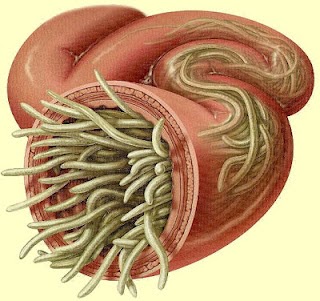 Sintomas de vermes cerebrais