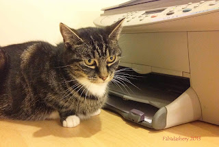 Suzi the Cat - waiting patiently ... Suzi the Cat - waiting patiently ...