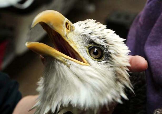 Four legged friends (and enemies): Bald eagle rescued from NJ backyard