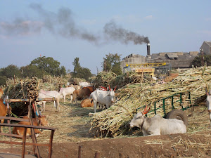 Sugarcane harvest in Paithan village.The Sugar Factory.