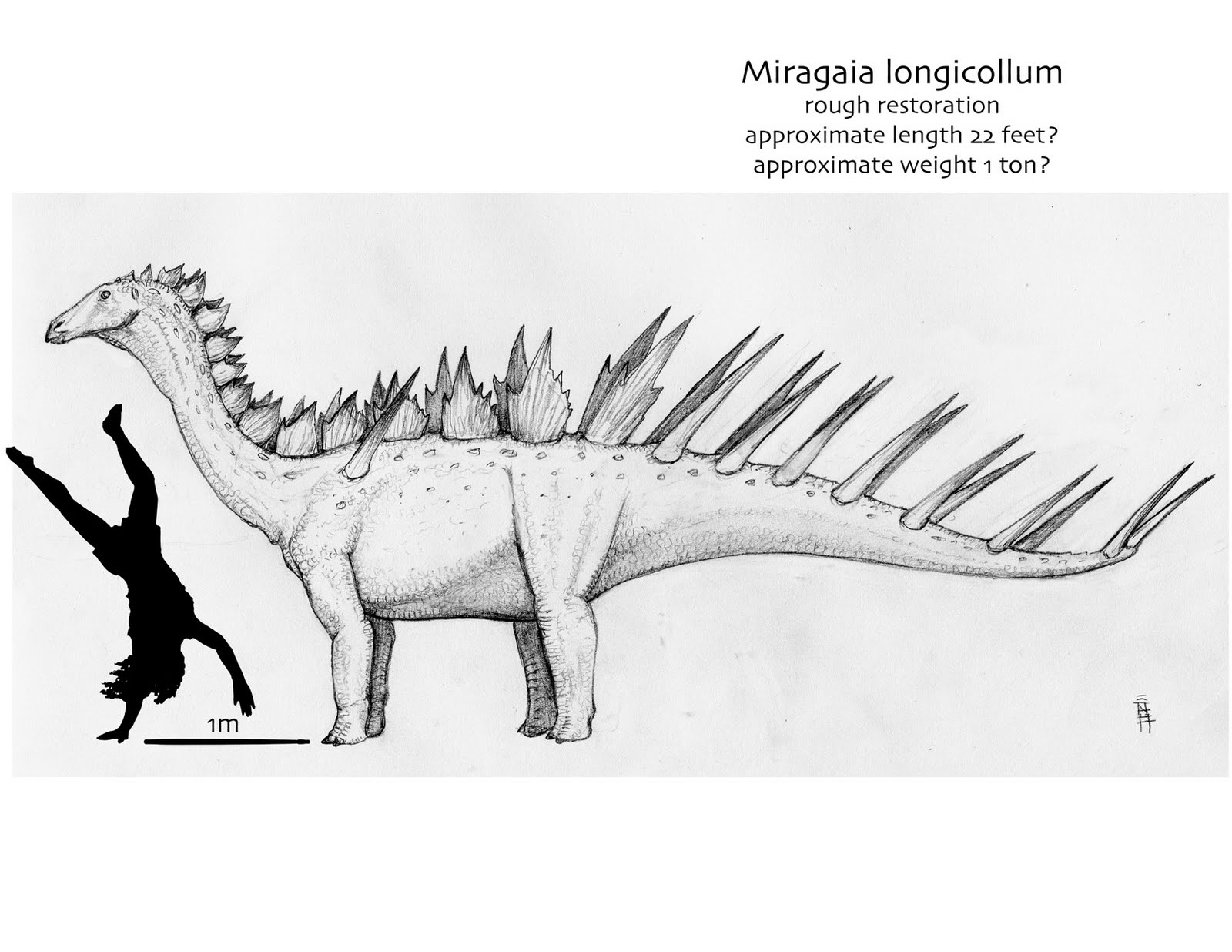 Miragaia longicollum