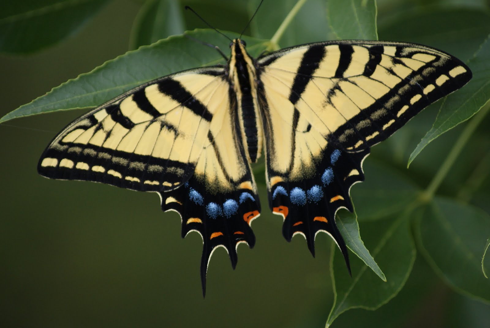 Kentucky Girl Butterfly in the Garden