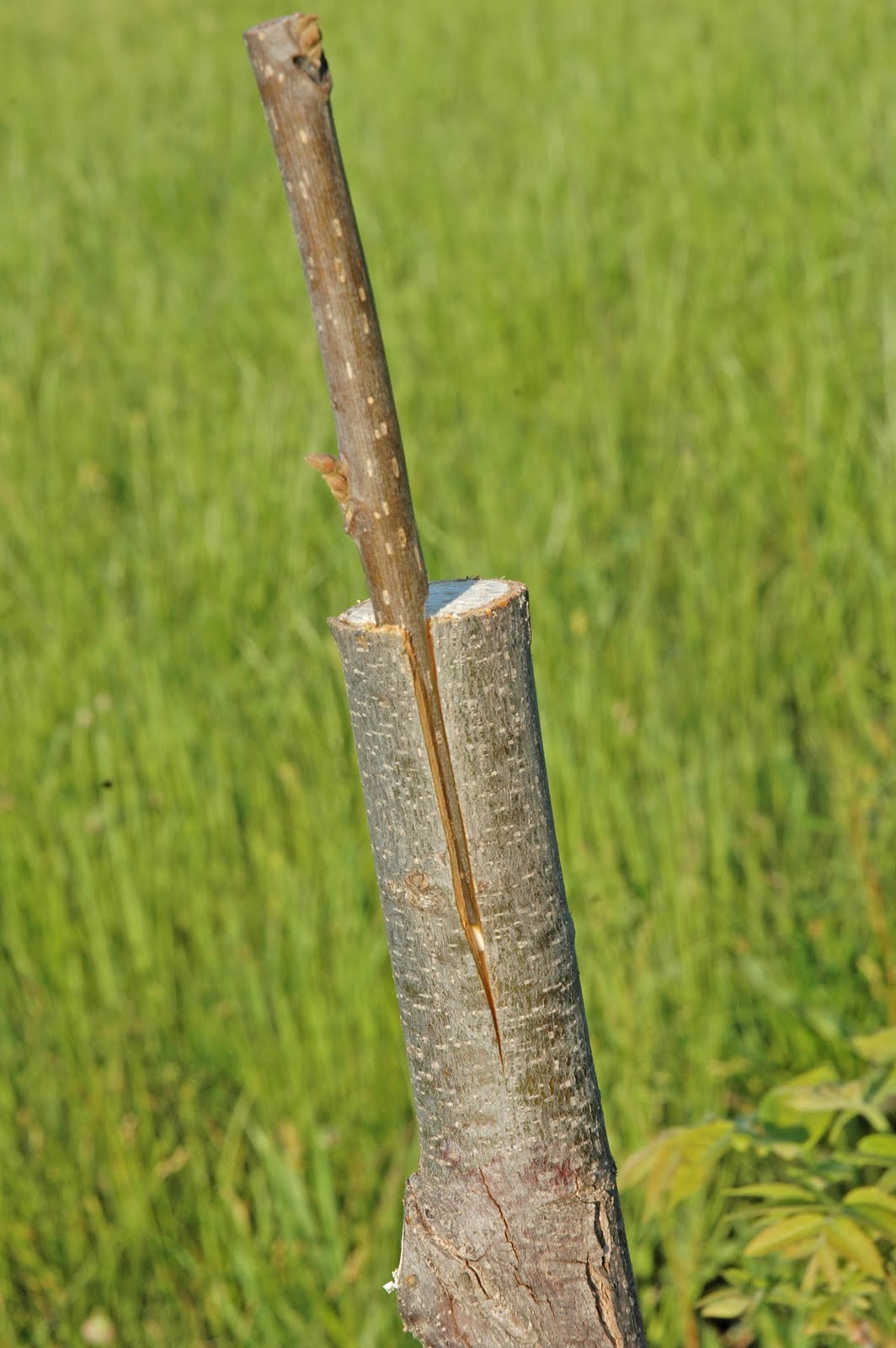 Northern Pecans Bark grafting