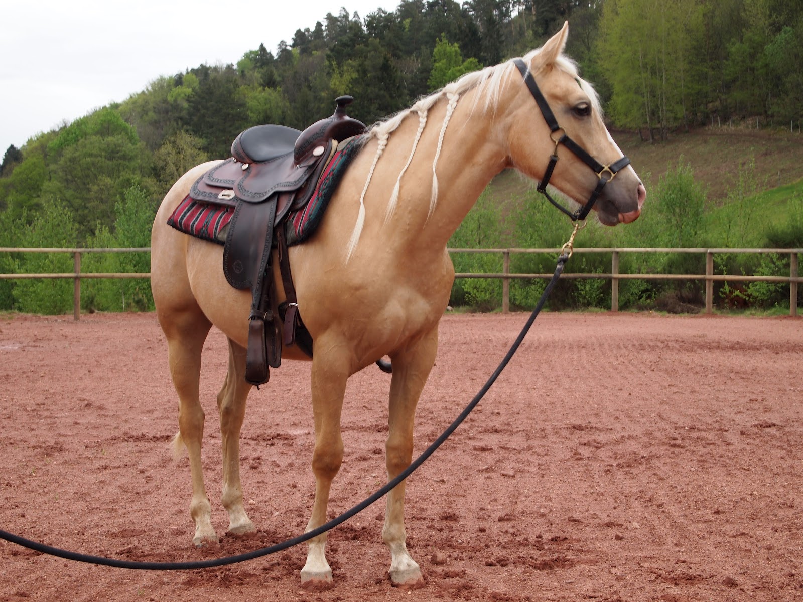 خيول كوارتر الأمريكية