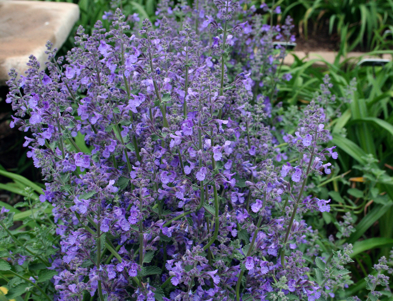 Daylily Blog Gardening in Virginia My First Blog Post!