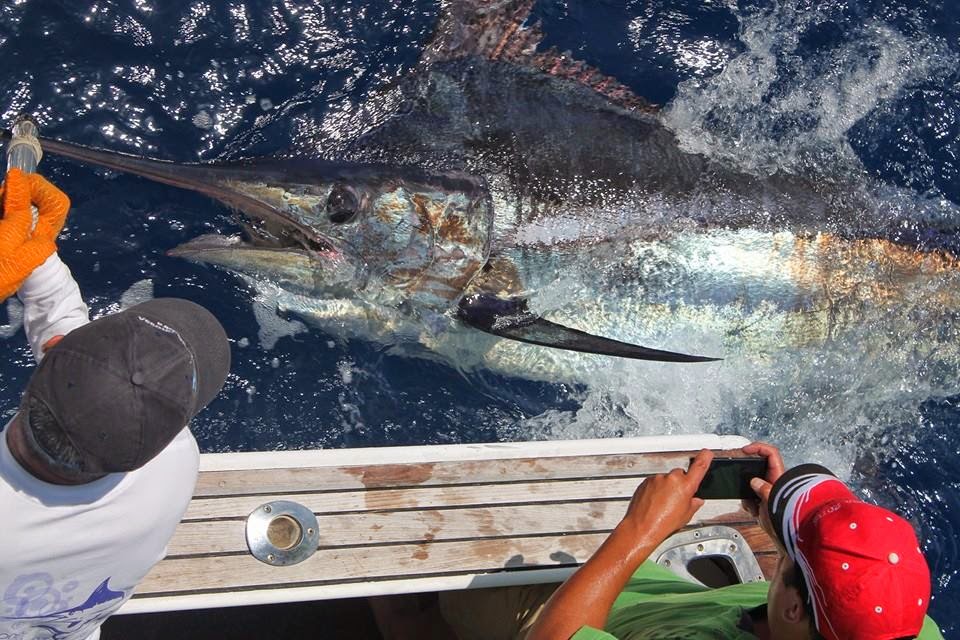 16. Juli 2014 +++ Ausgangspunkte des Big Game Fishing auf Madeira Big