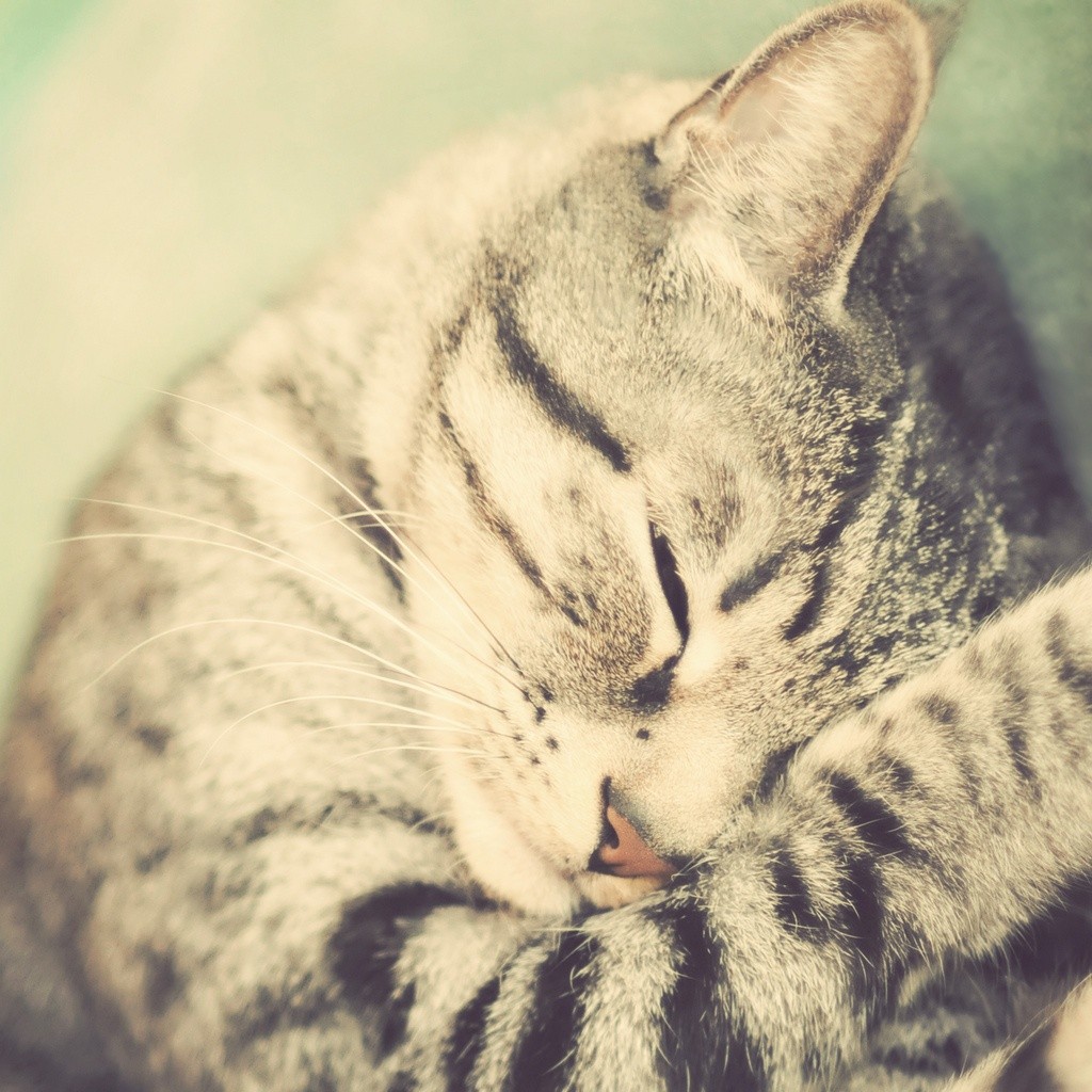 http://4.bp.blogspot.com/-ZudOpMUtiCw/UIeXmI4d9YI/AAAAAAAAE_M/CWmootadC94/s1600/cat03.jpg